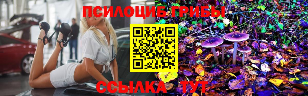 хочу   Вход с VPN  Тара  Галлюциногенные грибы Cubensis 